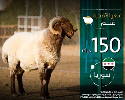 الأضاحي - سوريا - غنم 