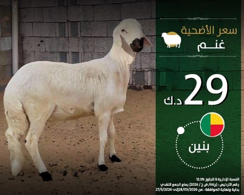 الأضاحي - بنين - غنم 