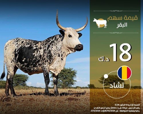 الأضاحي - تشاد - بقر 